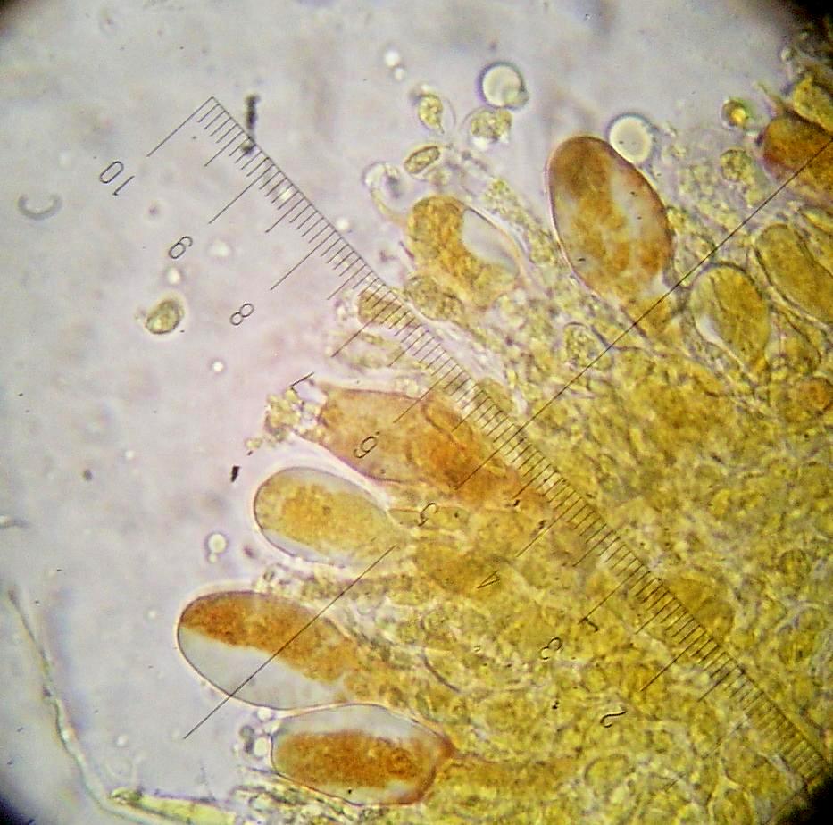 Amanita pantherina